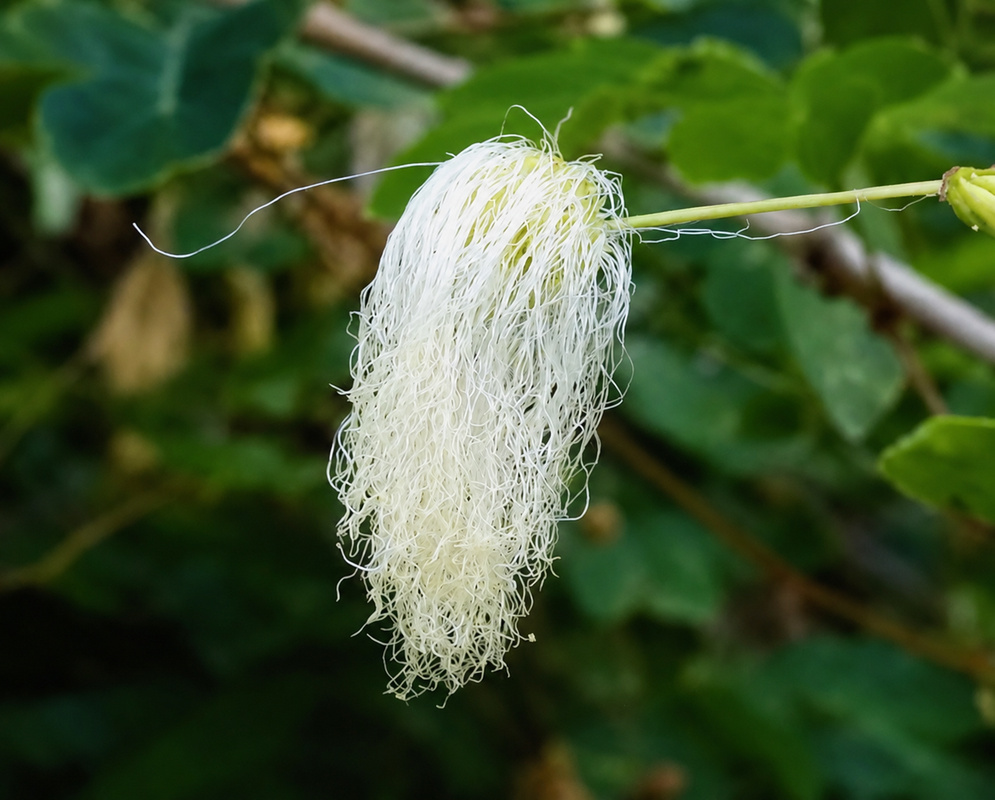 Zapoteca formosa pendent white powderpuff flower formed by numerous long slender stamens