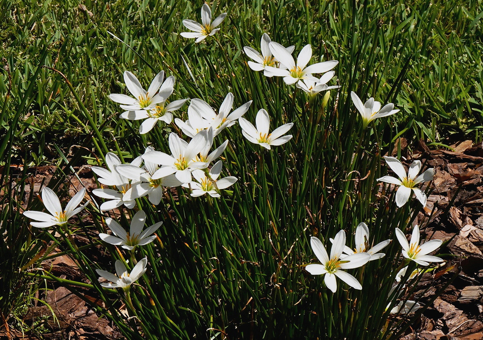 Zephyranthes candida white six-tepaled flowers rising above dense narrow grassy leaves
