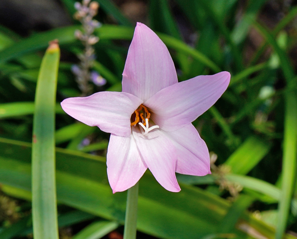 Zephyranthes rosea Pink Flowers A close-up of a single pink zephyranthes rosea flower with five pointed petals and visible yellow and white stamens, set against a background of green leaves