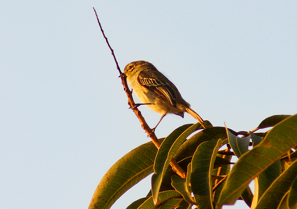 Golden-faced Tyrannulet on the top of a Mango tree