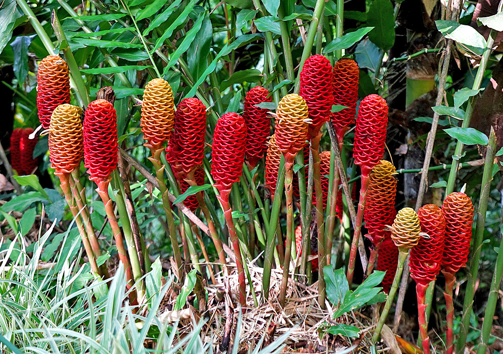 Zingiber spectabile inflorescences with red and yellowish-red bracts 