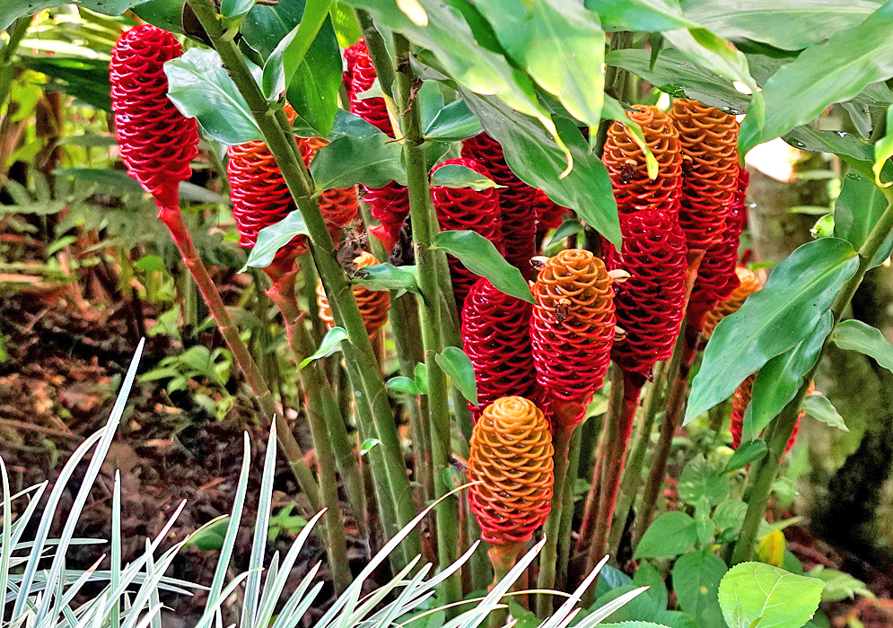 Zingiber spectabile inflorescences with red and orange bracts 