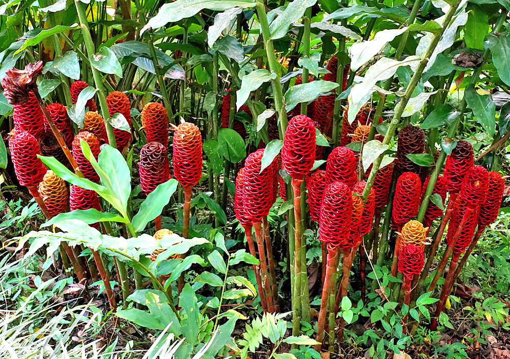 Zingiber spectabile inflorescences with red bracts 