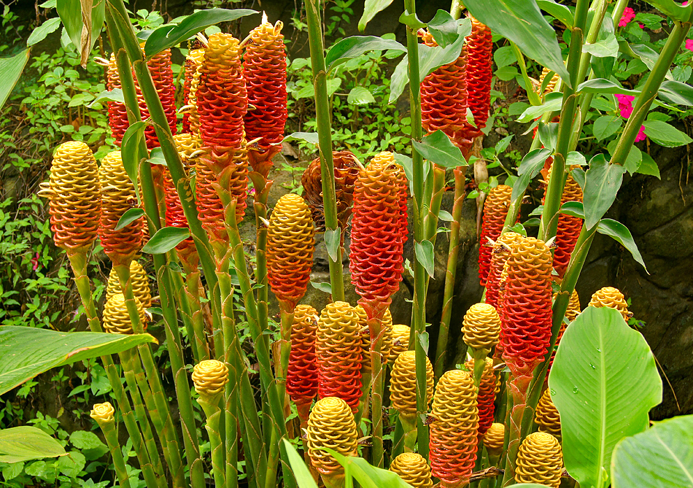 Zingiber spectabile inflorescences with yellow and rose-colored bracts 
