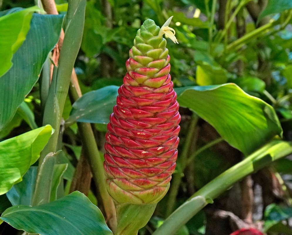 Zingiber zerumbet showing a bright red pinecone-shaped inflorescence with a small white flower emerging at the top