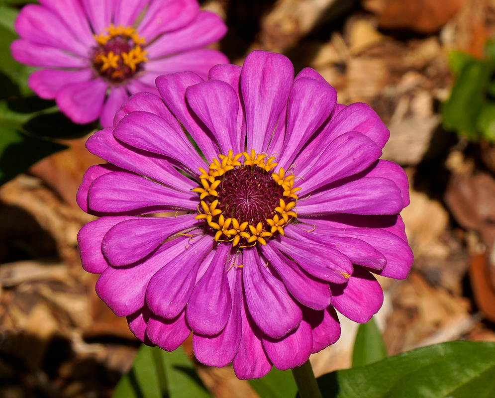 Bright purple Zinnia in sunlight