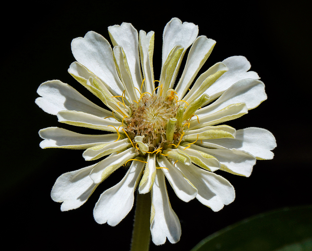 White Zinnia flower