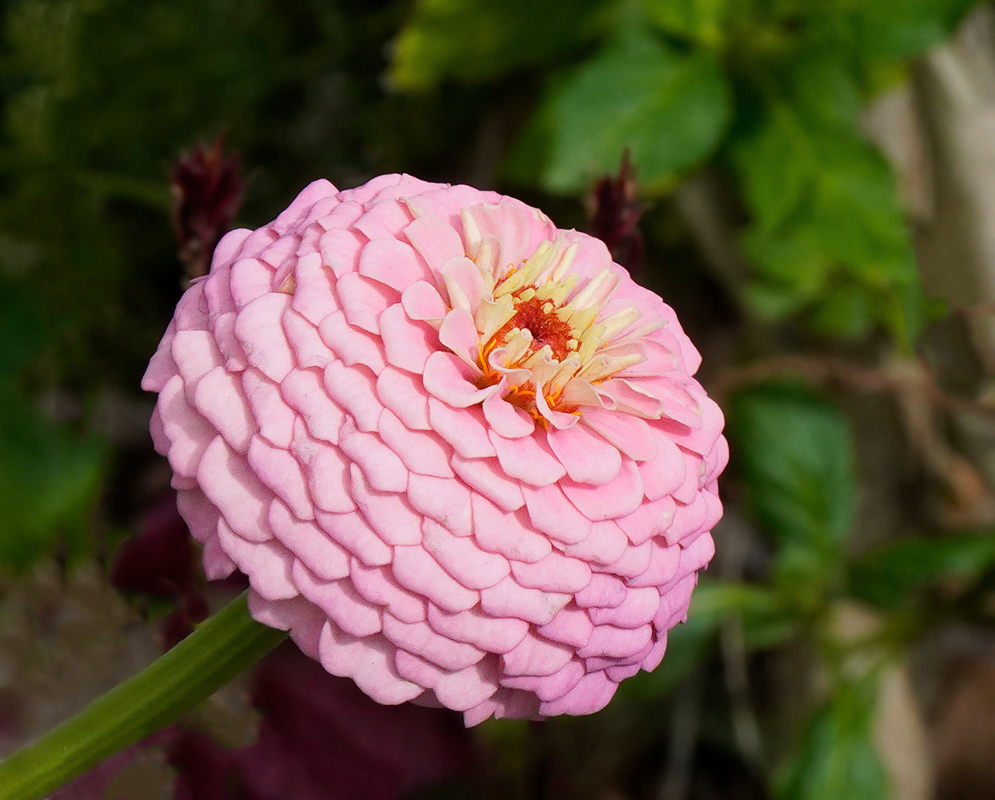 Light pink Double Zinnia flower