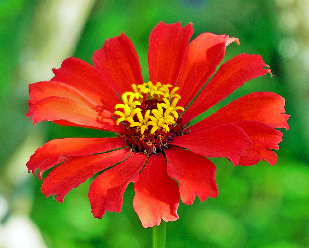 Zinnia elegans red flower with a yellow center