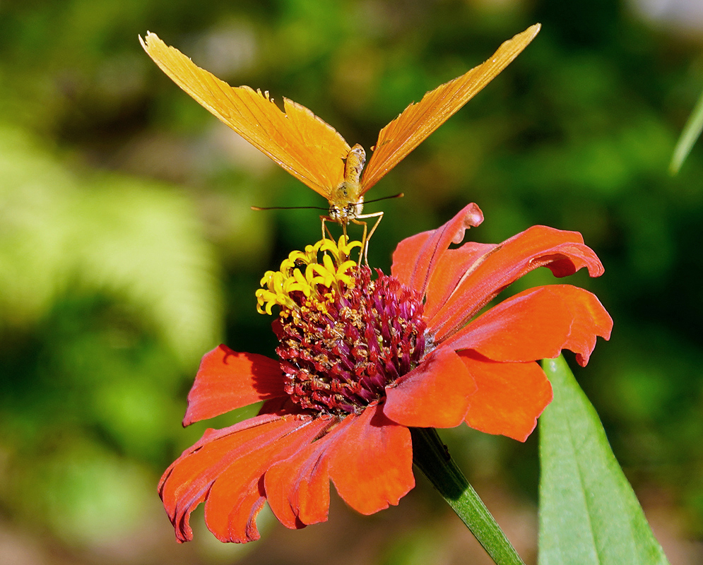 Orange Zinnia elegans flower with and orange butterfly on top