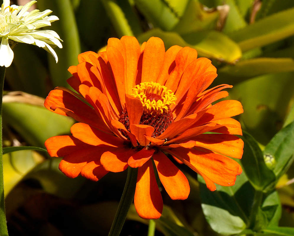 A side view of an orange Zinnia elegans flower with a yellow disk in sunlight