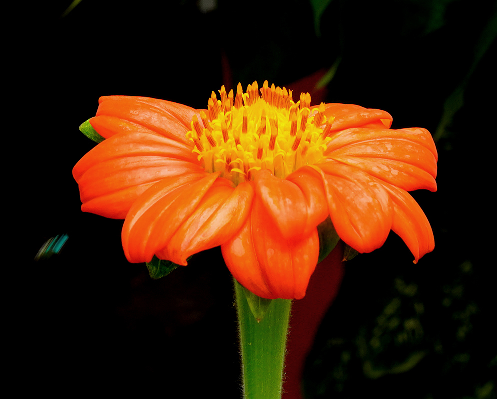 Orange Zinnia in sunlight with yellow center