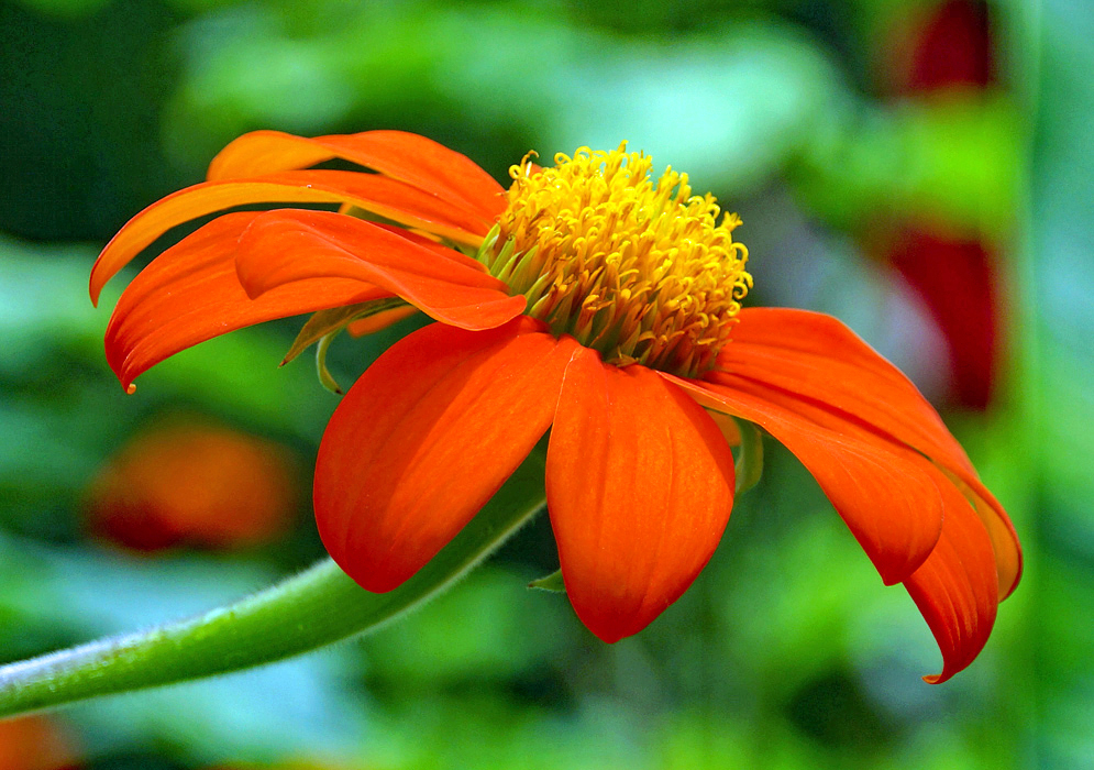 A side view of an orange Zinnia elegans flower with a yellow disk