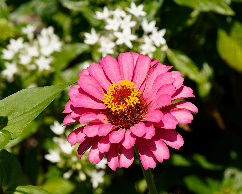 A semi-double pink Zinnia elegans flower with a yellow center