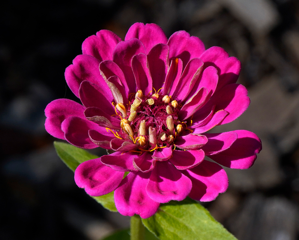 Purple Zinnia elegans flower 