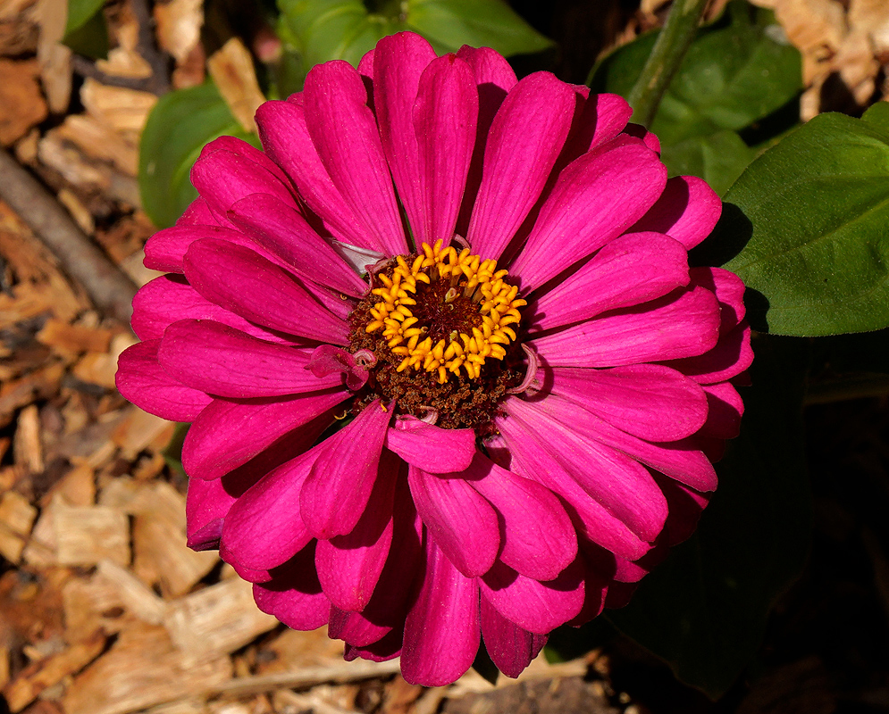 Purple-red Zinnia elegans Flower with yellow center 