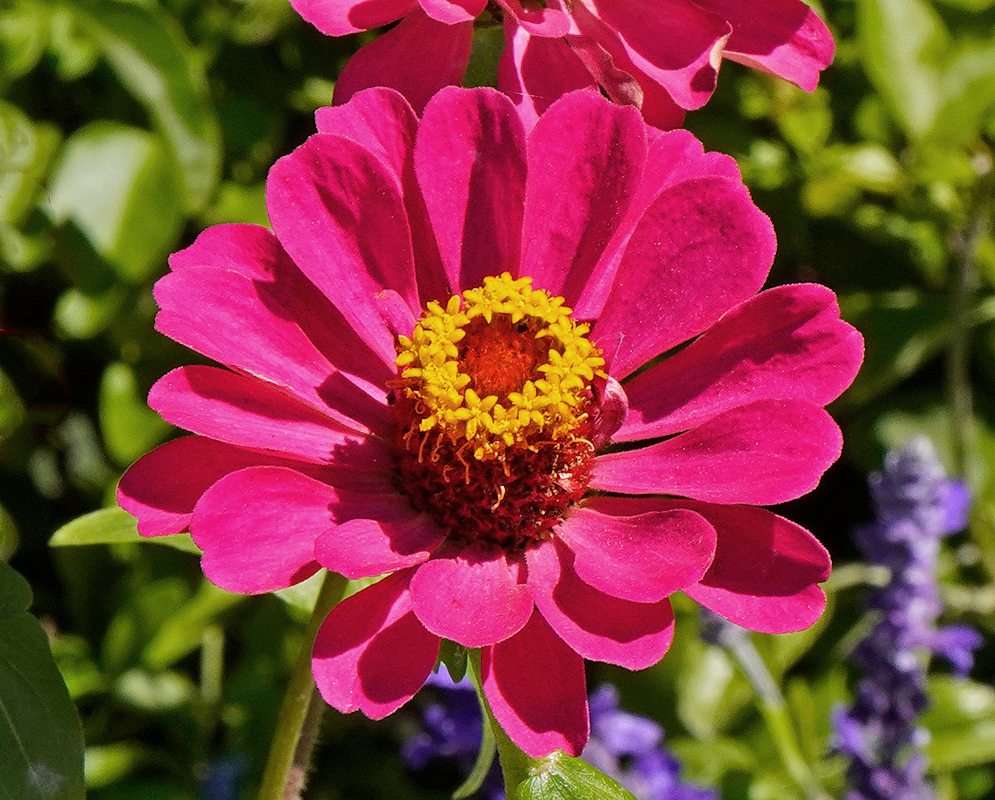 Purple-red Zinnia elegans Flower with yellow center in sunlight