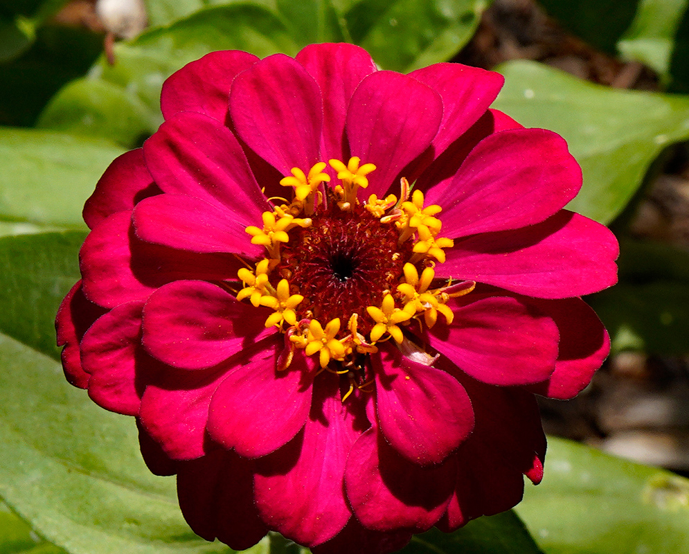 A red double Zinnia elegans flower with a white center