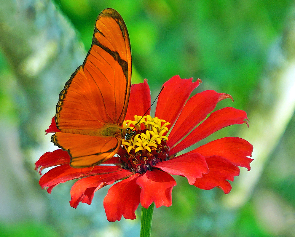 Zinnia elegans red flower with an orange butterfly on top