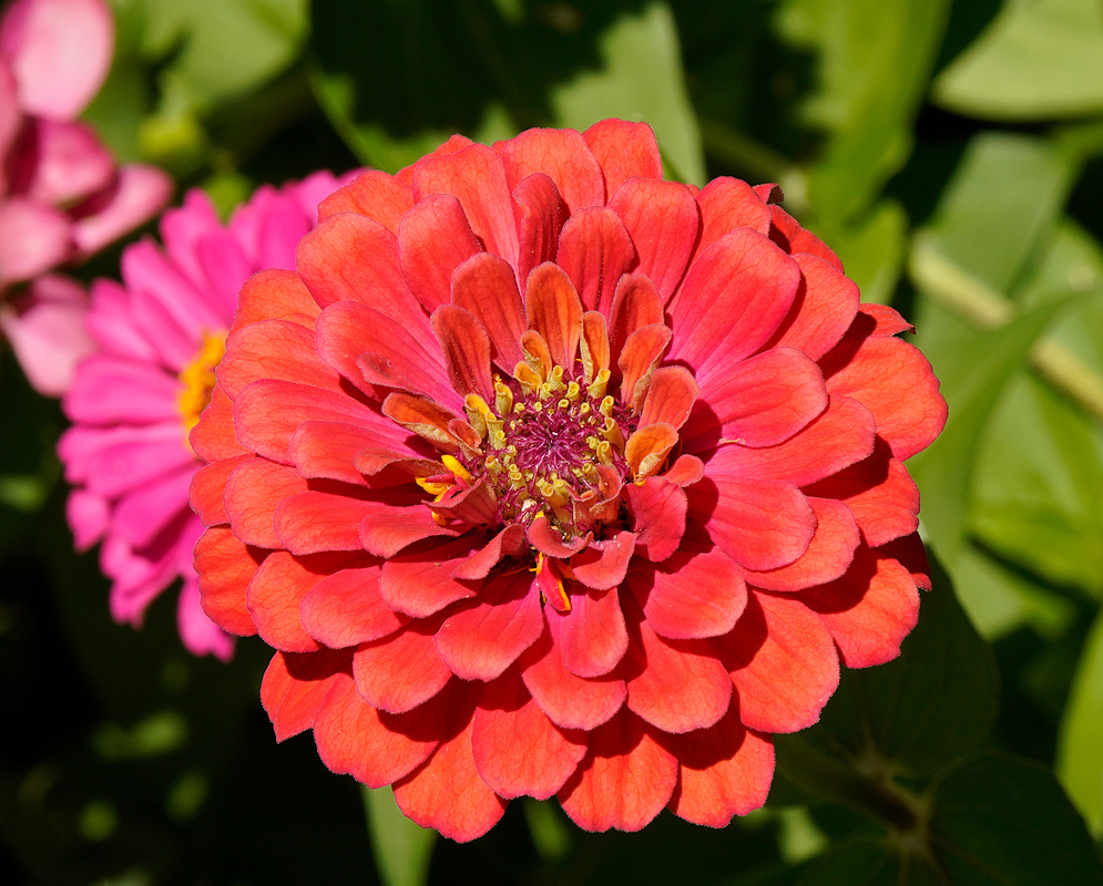 A side view of a red Zinnia elegans flower with a yellow disk