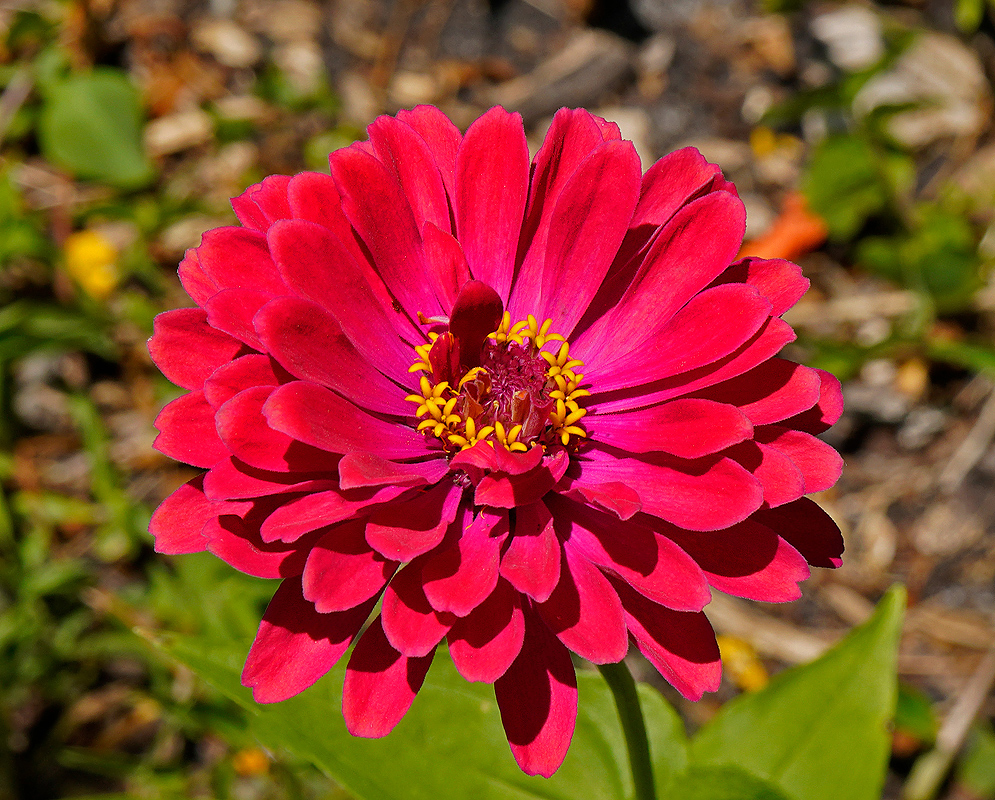 A red semi-double Zinnia elegans flower with a yellow disk