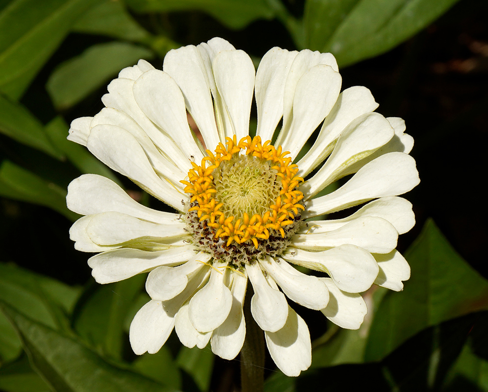 White Zinnia elegans Flower with yellow center