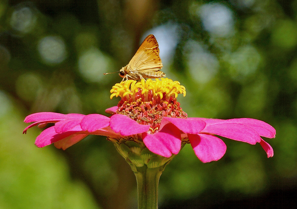 A gold color butterfly on top of a yellow Zinnia elegans disk