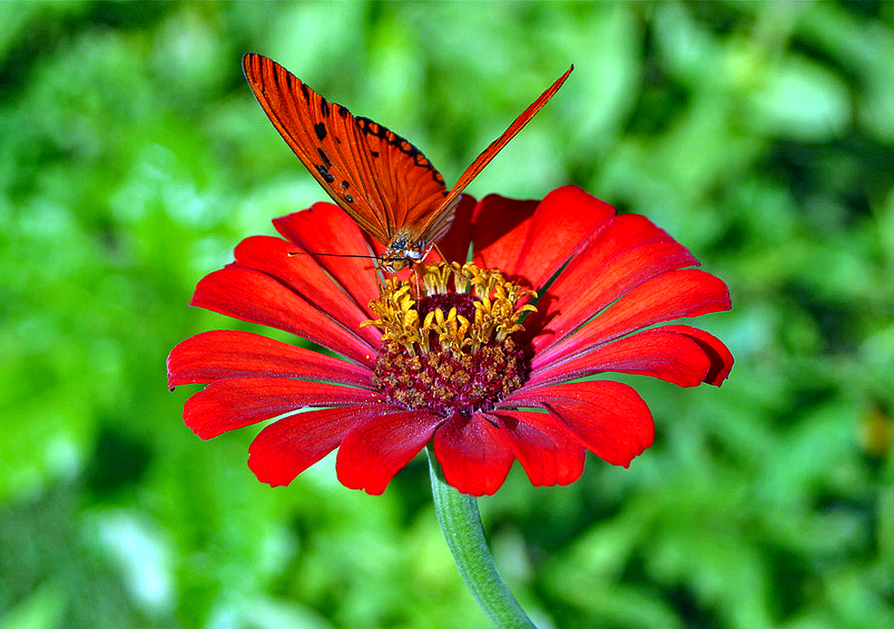 A red Zinnia elegans flower with an orange butterfly with black markings on top