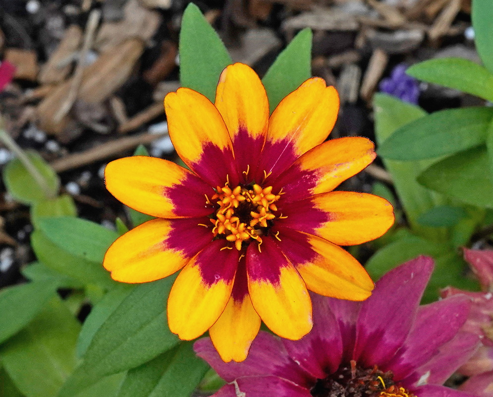 Zinnia ‘Profusion Red Yellow Bicolor’ flower head with yellow-tipped red rays and an orange disk