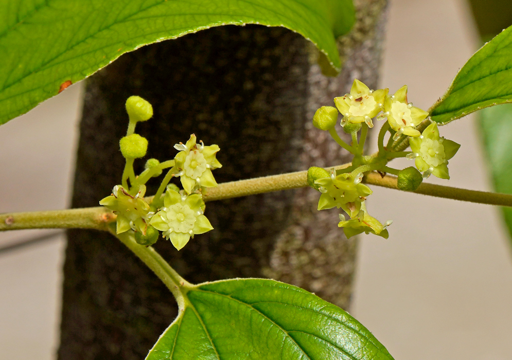 Ziziphus mauritiana Jujube Flowers Cluster of small yellow-green star-shaped flowers of Ziziphus mauritiana growing along a branch with glossy leaves