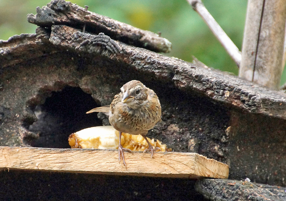 Rufous-collared Sparrow on a wood plank after having banana