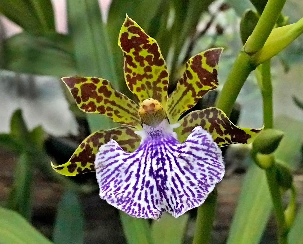 Close-up of Zygopetalum maculatum orchid flower with green petals covered in dark maroon blotches and a broad white lip marked with purple veins Close-up of Zygopetalum maculatum orchid flower with green petals covered in dark maroon blotches and a broad white lip marked with purple veins