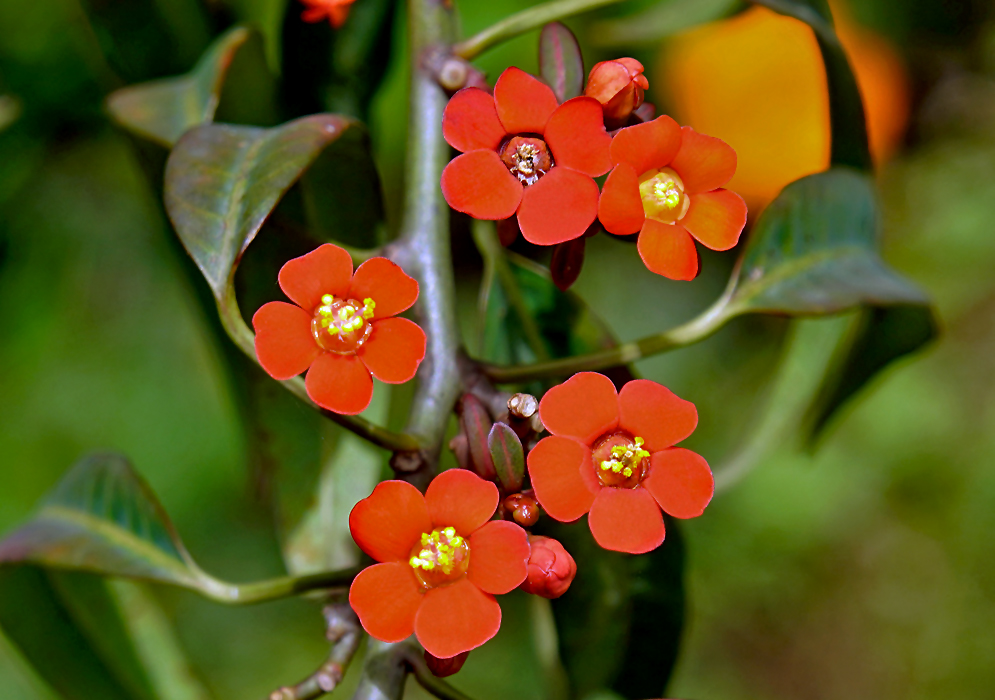 Scarlet Euphorbia fulgens flowers with yellow stamens